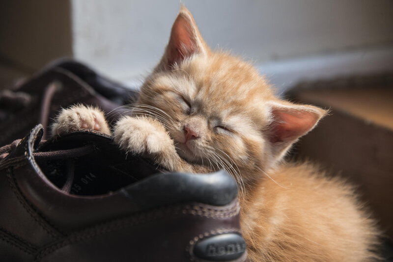 Orange Kitten Sleeping — Peaceful, Morning