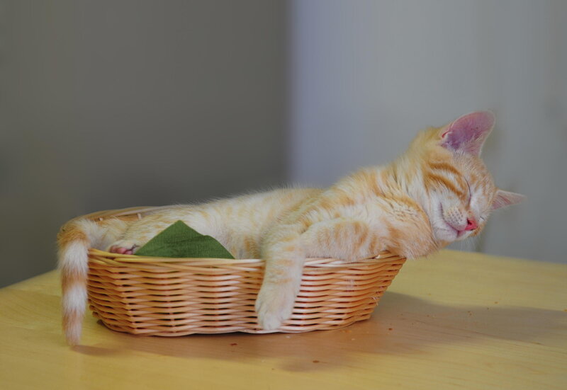 Orange Kitten Sleeping — Peaceful, Photograph, Basket