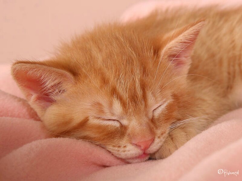 Orange Kitten Sleeping — Peaceful, Photograph, Blanket