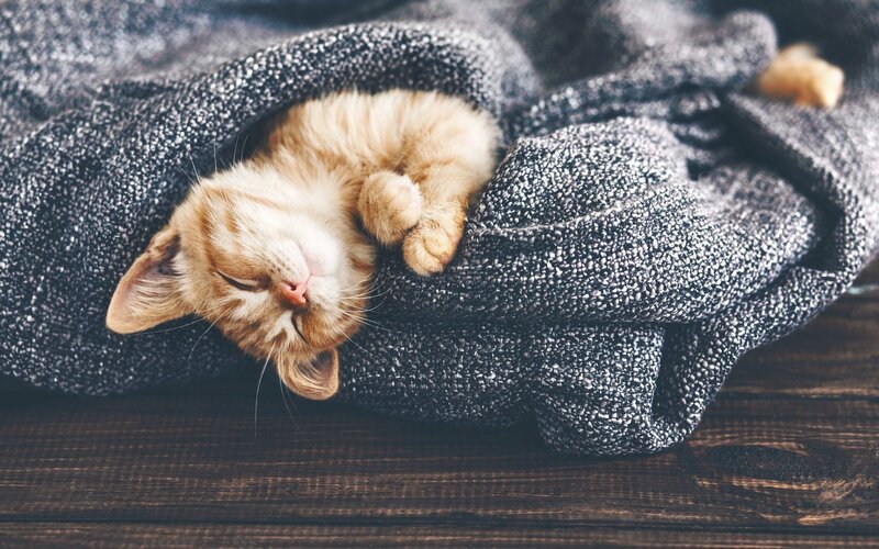 Orange Kitten Sleeping — Peaceful, Photograph, Blanket, Wooden Surface