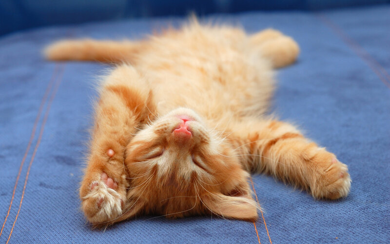 Orange Kitten Sleeping — Peaceful, Photograph, Blue Fabric
