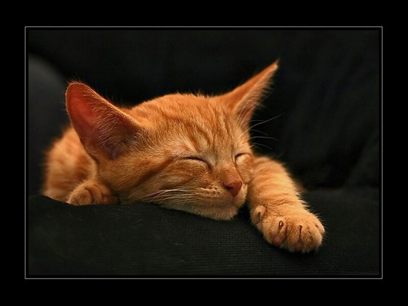 Orange Kitten Sleeping — Peaceful, Photograph, Cat, Paw