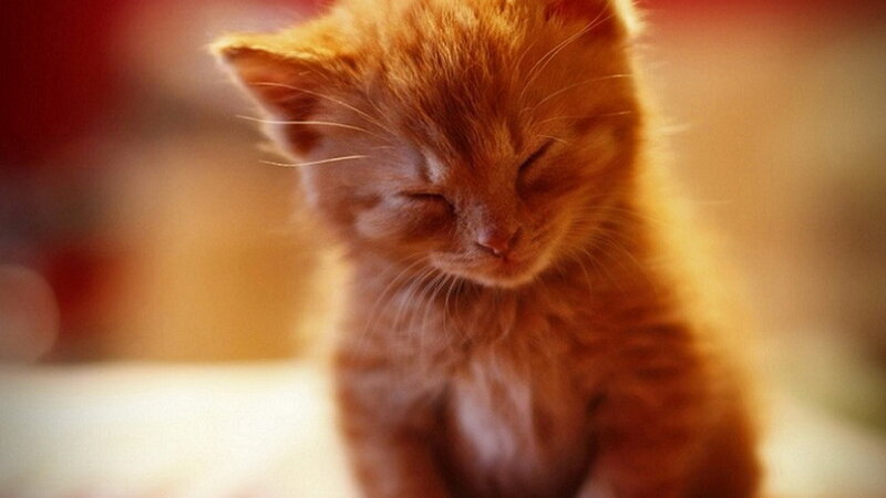 Orange Kitten Sleeping — Peaceful, Photograph, Cat