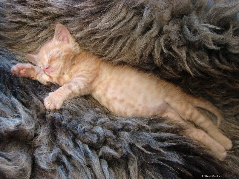 Orange Kitten Sleeping — Peaceful, Photograph, Fur