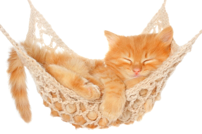 Orange Kitten Sleeping — Peaceful, Photograph, Hammock, Cat