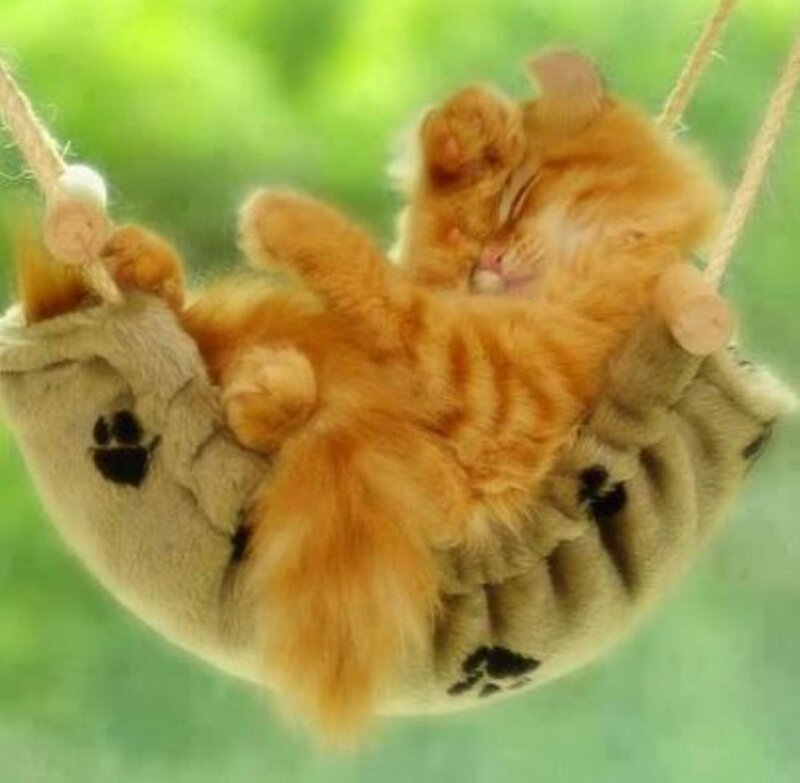 Orange Kitten Sleeping — Peaceful, Photograph, Hammock, Green Background