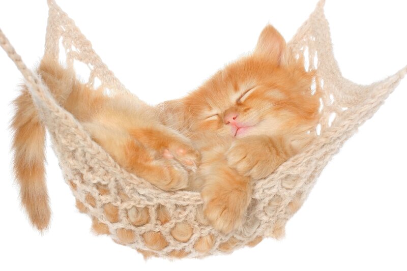 Orange Kitten Sleeping — Peaceful, Photograph, Hammock, White Background