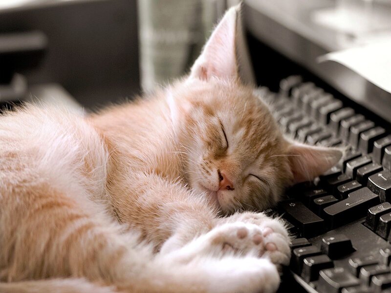 Orange Kitten Sleeping — Peaceful, Photograph, Keyboard, Desk