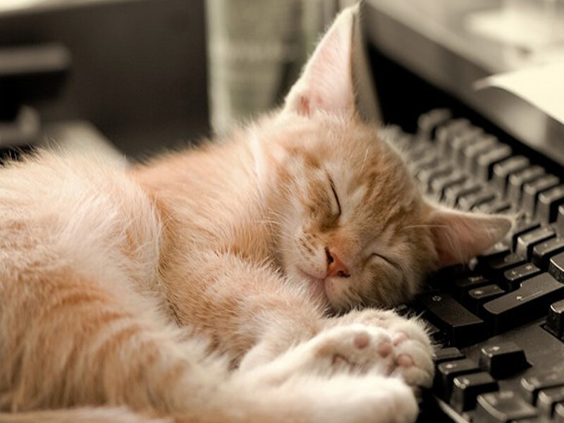 Orange Kitten Sleeping — Peaceful, Photograph, Keyboard