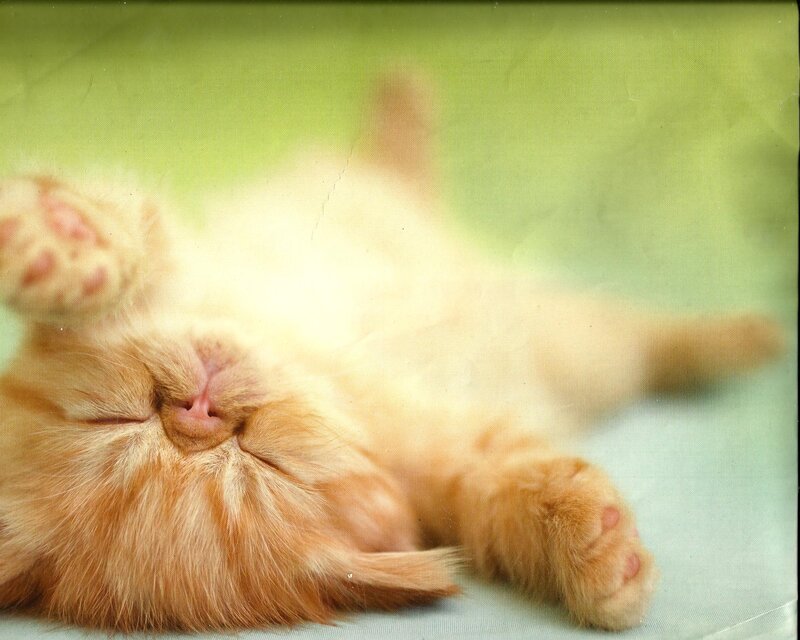 Orange Kitten Sleeping — Peaceful, Photograph, Paws