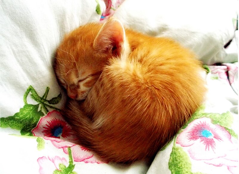 Orange Kitten Sleeping — Peaceful, Photograph, Pillow