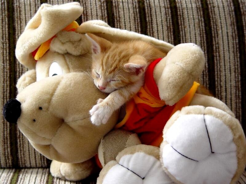 Orange Kitten Sleeping — Peaceful, Photograph, Stuffed Animal