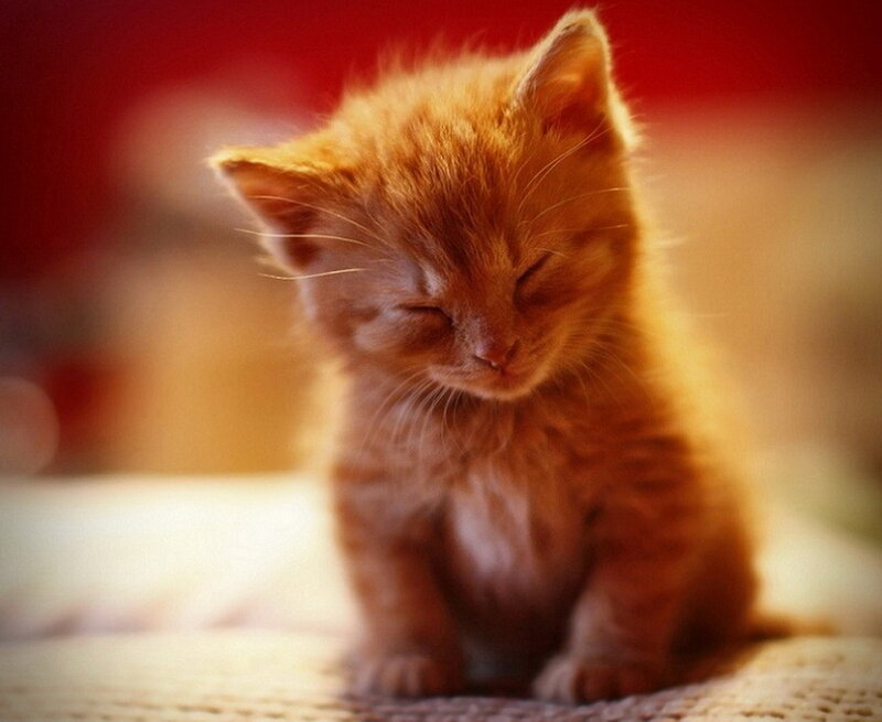 Orange Kitten Sleeping — Peaceful, Photograph