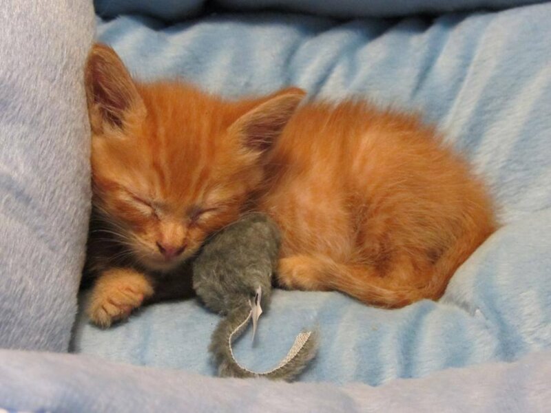 Orange Kitten Sleeping — Peaceful, Photograph, Toy Mouse
