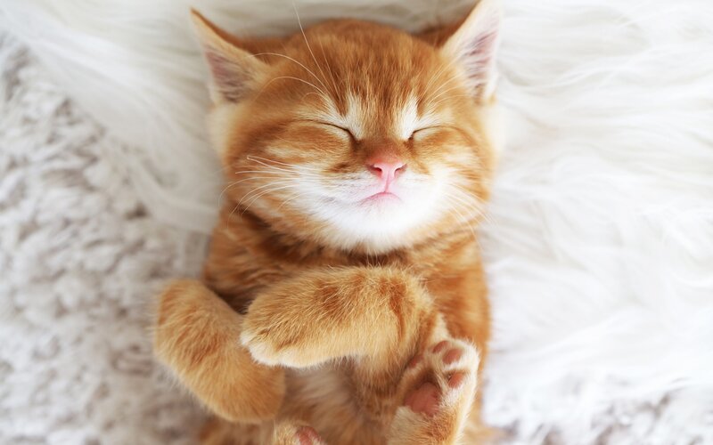 Orange Kitten Sleeping — Peaceful, Photograph, White Blanket