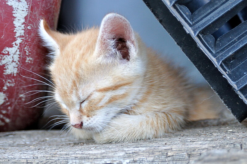 Orange Kitten Sleeping — Peaceful, Photograph, Wooden Surface