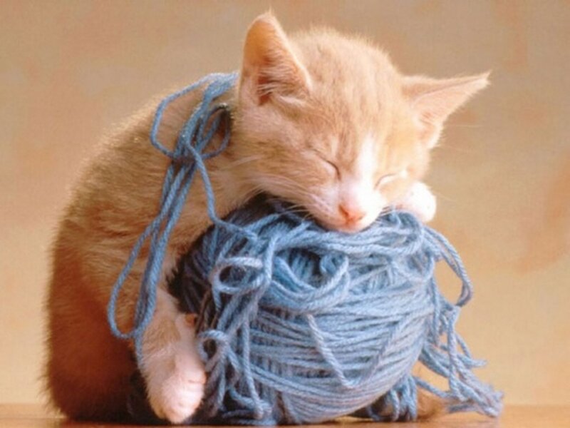 Orange Kitten Sleeping — Peaceful, Photograph, Yarn Ball