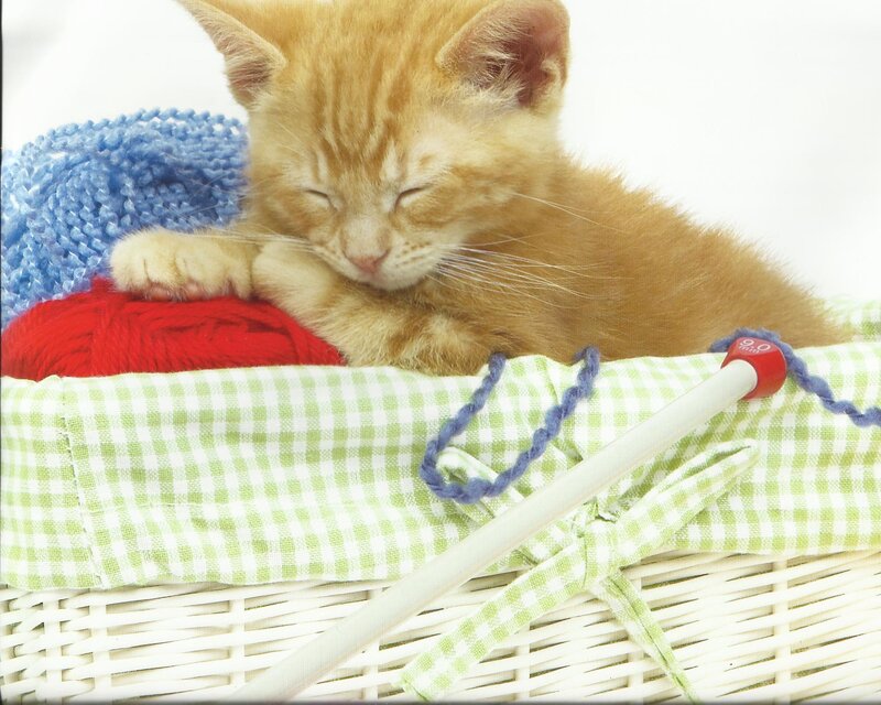 Orange Kitten Sleeping — Peaceful, Photograph, Yarn