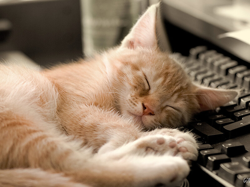 Orange Kitten Sleeping — Peaceful