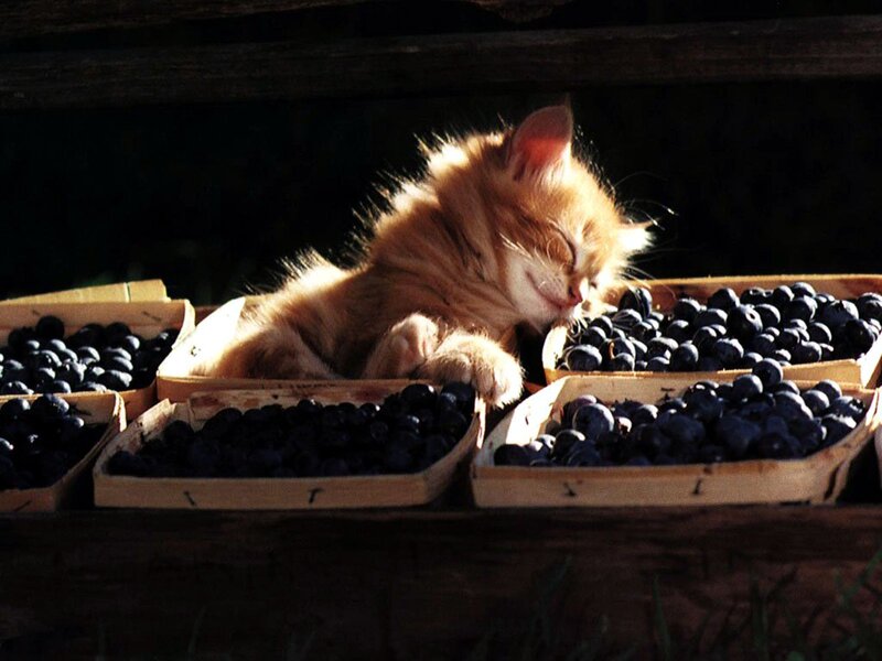 Orange Kitten Sleeping — Serene