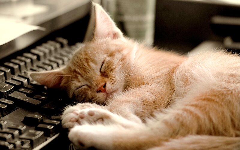 Orange Kitten Sleeping