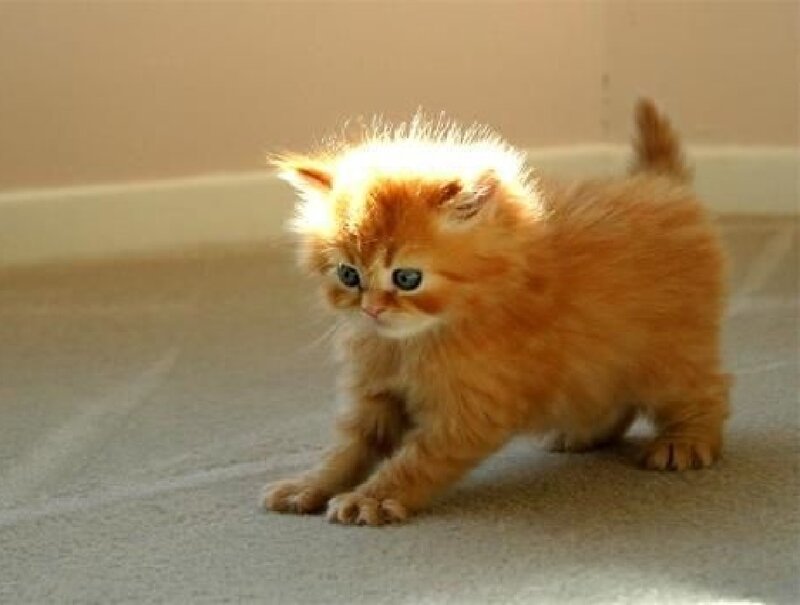 Orange Kitten Standing — Calm, Afternoon