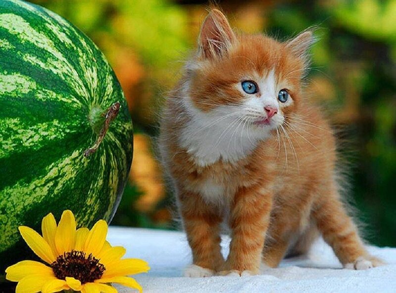 Orange Kitten Standing — Calm, Summer