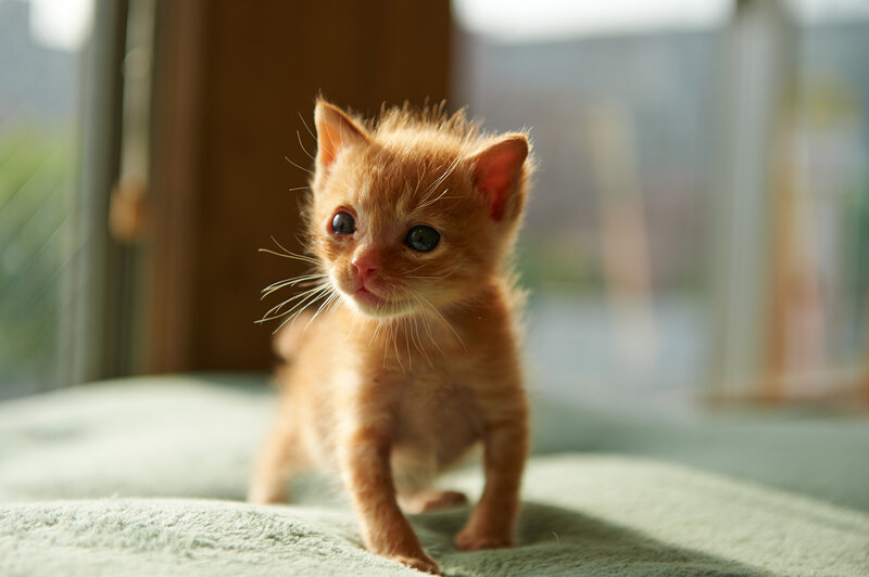 Orange Kitten Standing — Calm
