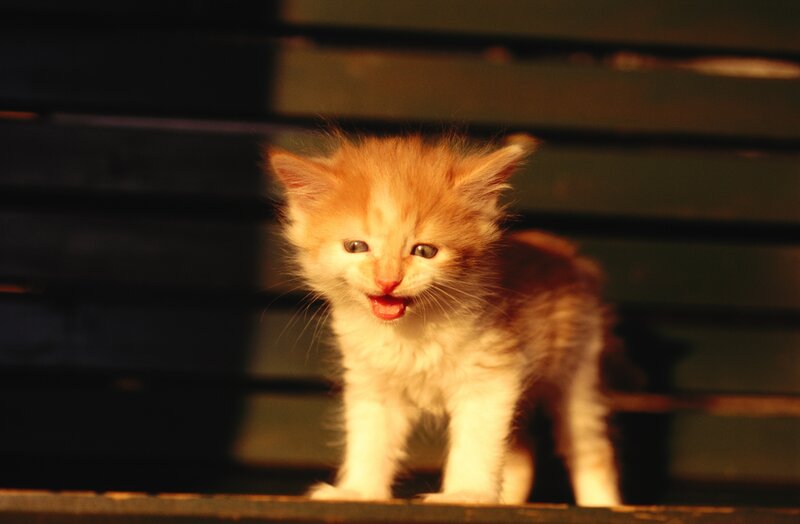 Orange Kitten Standing — Dramatic
