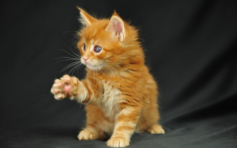 Orange Kitten Standing — Playful