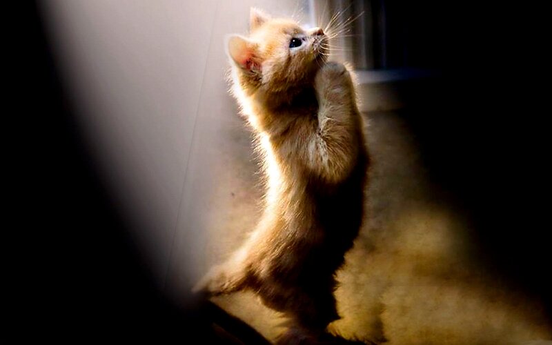Orange Kitten Standing
