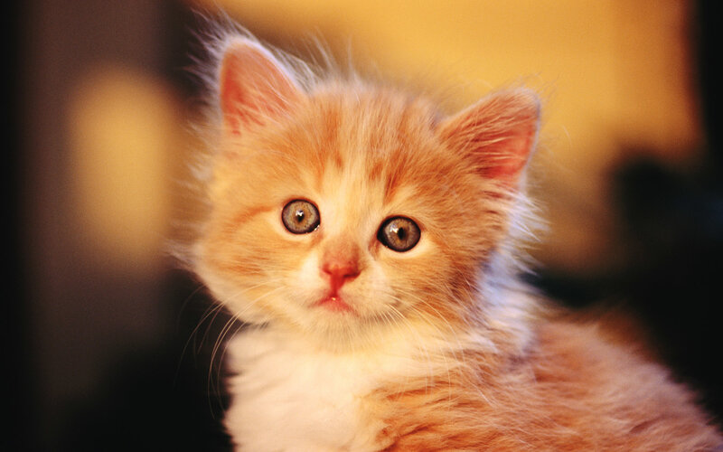 Orange Kitten