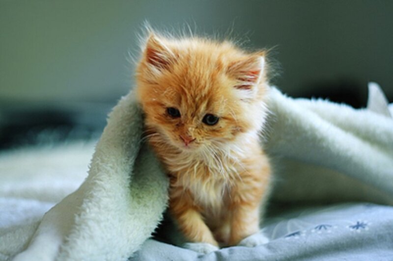 Orange Kitten under Blanket — Calm