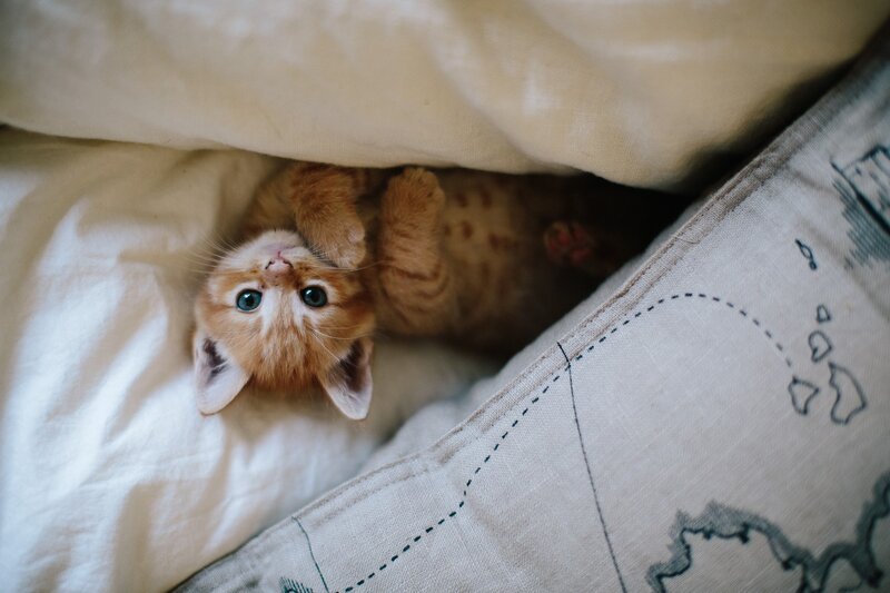 Orange Kitten under Blanket — Cozy