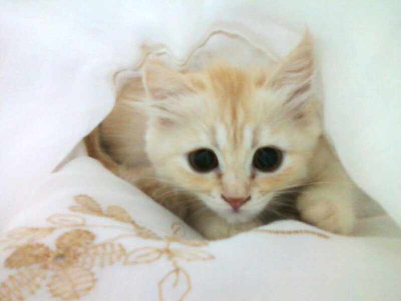 Orange Kitten under Blanket
