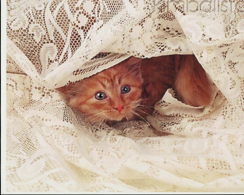 Orange Kitten under Lace