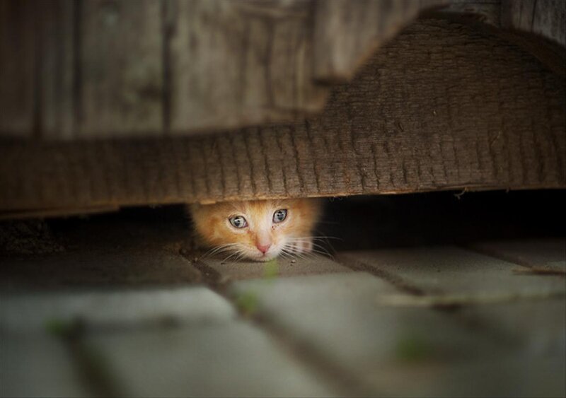 Orange Kitten under Wood