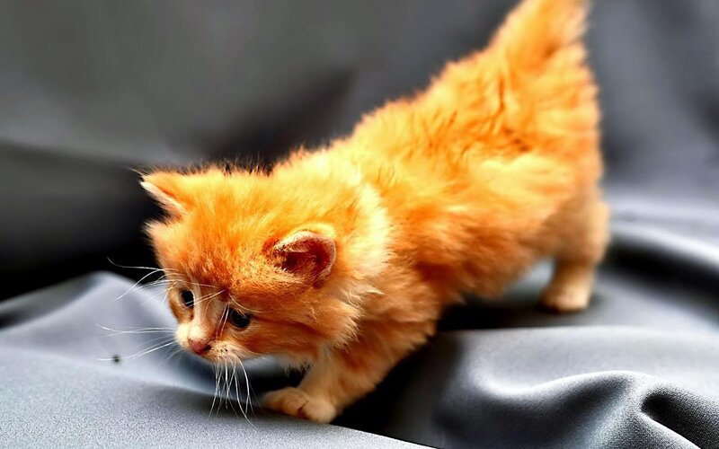 Orange Kitten Walking — Calm, Photograph