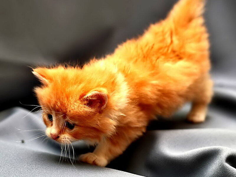 Orange Kitten Walking — Calm