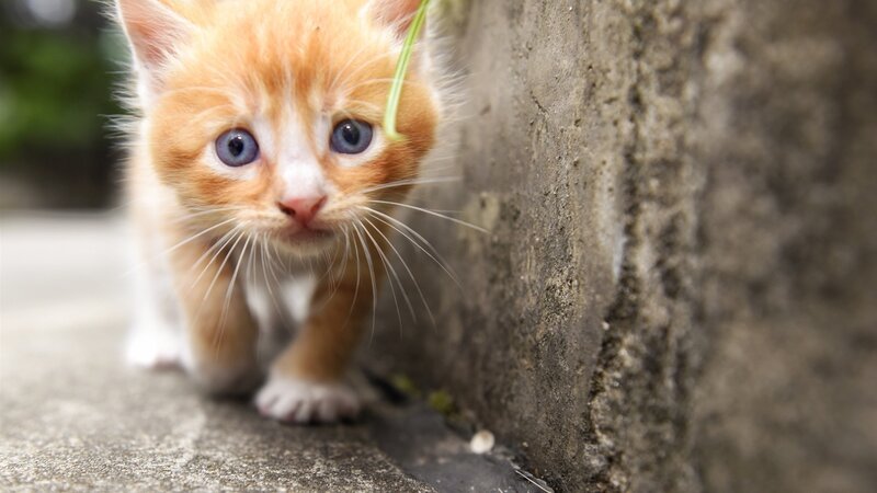 Orange Kitten Walking — Curious, Afternoon