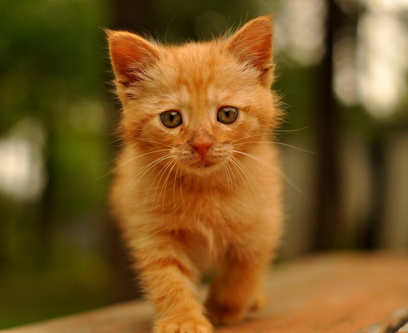 Orange Kitten Walking — Curious