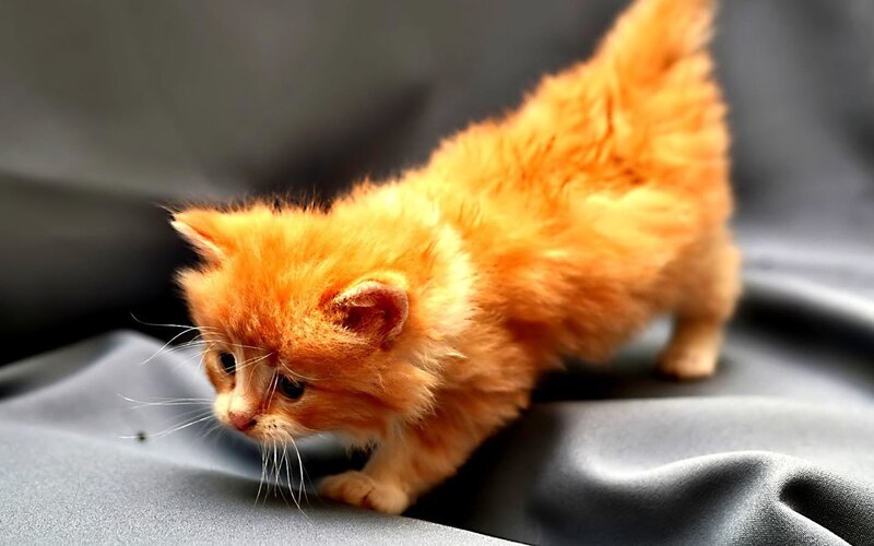 Orange Kitten Walking