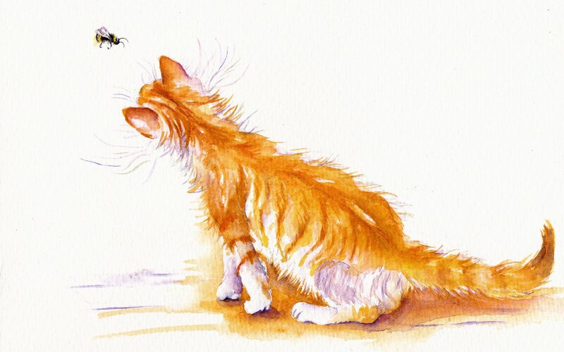 Orange Kitten Watching Bee