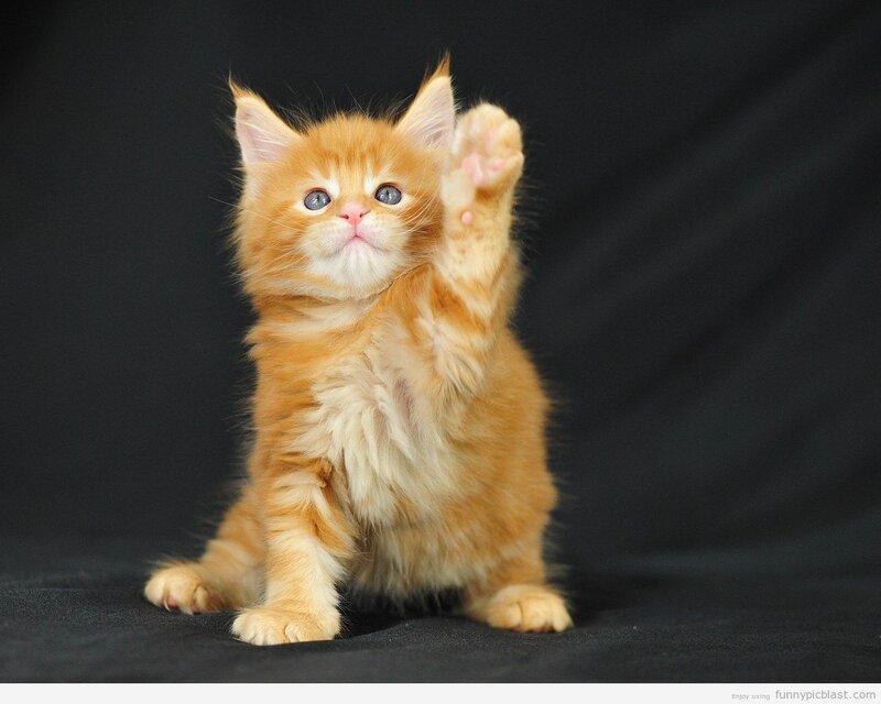 Orange Kitten Waving