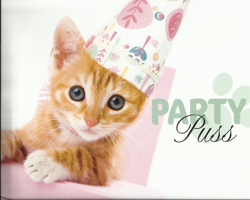 Orange Kitten Wearing Hat
