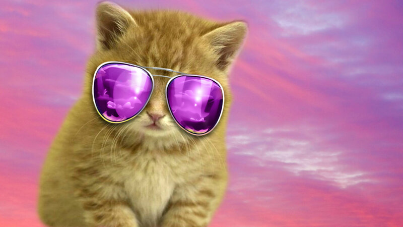 Orange Kitten Wearing Sunglasses — Purple