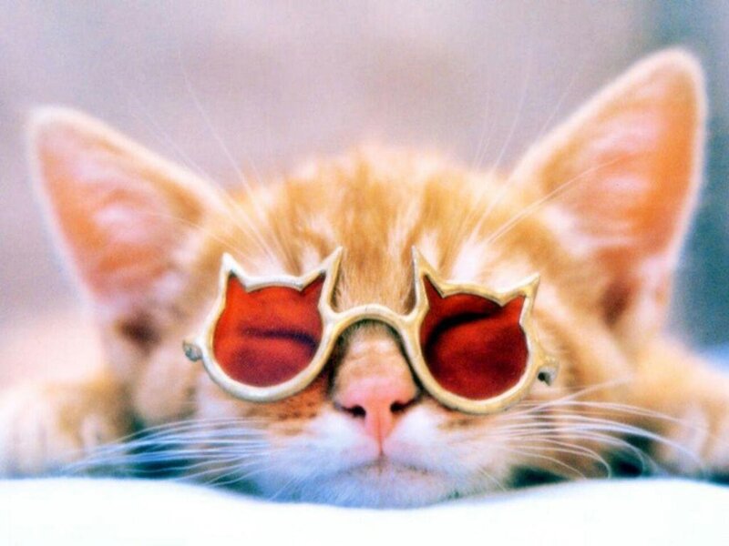 Orange Kitten Wearing Sunglasses