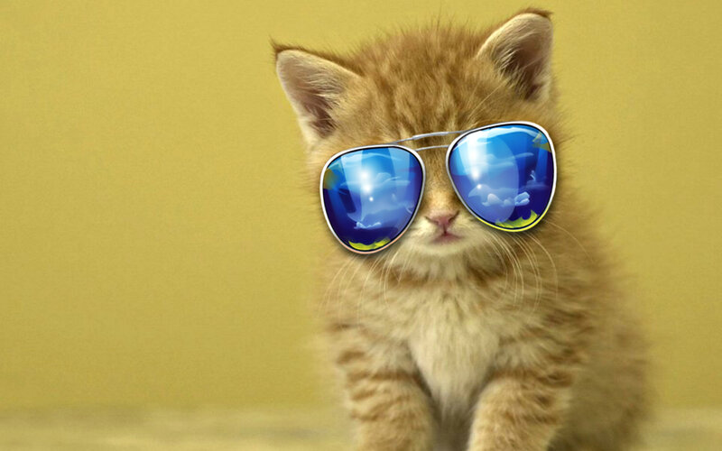 Orange Kitten Wearing Sunglasses — Yellow