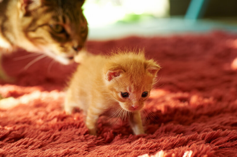 Orange Kitten with Adult Cat