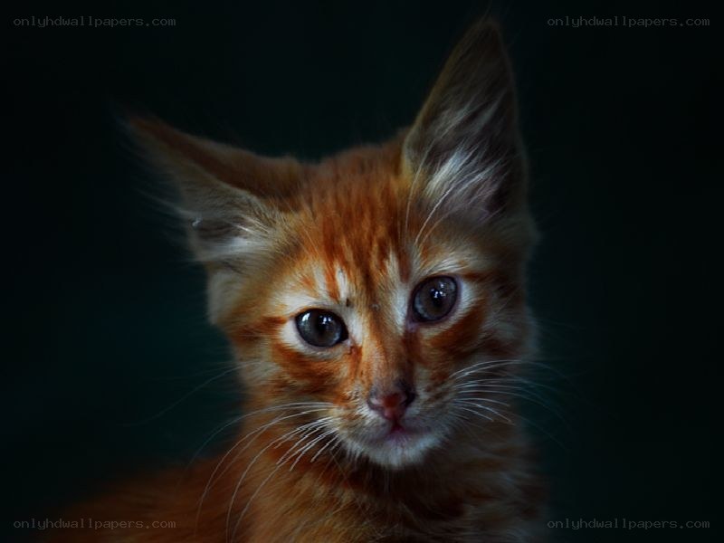 orange kitten with big eyes